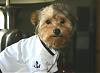 Yorkie-Mixes?-img_2848a.jpg