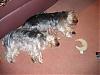 Pictures of a larger size yorkie?? Anyone??-done-now-resized.jpg