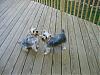Pictures of a larger size yorkie?? Anyone??-hooray-its-new-deck.jpg
