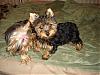 Hair issues-yorkie-exchange-028-600-x-450-.jpg