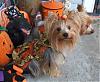 Chachi and Jewels in their new fall clothes-chachi-1.jpg