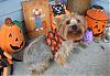 Chachi and Jewels in their new fall clothes-chachi-3.jpg