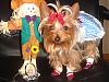 YorkieTalk Halloween 2006 Contest - SUBMIT ENTRIES!-halloween.jpg