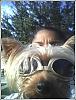 Check out Teddy in his Doggles!-teddydoggle.jpg