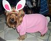 YorkieTalk Halloween 2006 Contest - SUBMIT ENTRIES!-image6.jpg