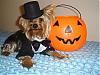 YorkieTalk Halloween 2006 Contest - SUBMIT ENTRIES!-dsc01416a.jpg