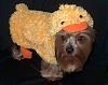 YorkieTalk Halloween 2006 Contest - SUBMIT ENTRIES!-duckie.jpg