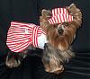 YorkieTalk Halloween 2006 Contest - SUBMIT ENTRIES!-candystriper3.jpg