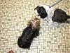 Cali found  a boyfriend at the vet-oreo-005-600-x-450-.jpg