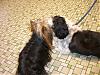 Cali found  a boyfriend at the vet-oreo-024-600-x-450-.jpg