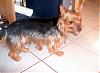 Red legged Yorkie? Siu Pao?-cimg1040.jpg