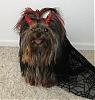 YorkieTalk Halloween 2006 Contest - SUBMIT ENTRIES!-paris-devil.jpg