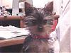 Red legged Yorkie? Siu Pao?-all-my-pictures-056.jpg