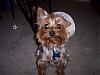 YorkieTalk Halloween 2006 Contest - SUBMIT ENTRIES!-100_3594.jpg