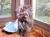 YorkieTalk Halloween 2006 Contest - SUBMIT ENTRIES!-dorothydress-013-600-x-450-.jpg