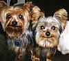 What is the Oddest thing Your Yorkie has ever POOPED?-max-bobogroomed2006-003.jpg