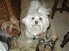 What is the Oddest thing Your Yorkie has ever POOPED?-springdivisionalkiwanis-059.jpg