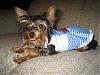 YorkieTalk Halloween 2006 Contest - SUBMIT ENTRIES!-sonoma-355.jpg