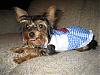 YorkieTalk Halloween 2006 Contest - SUBMIT ENTRIES!-sonoma-355.jpg