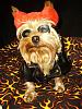 YorkieTalk Halloween 2006 Contest - SUBMIT ENTRIES!-project17sm.jpg