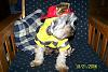 YorkieTalk Halloween 2006 Contest - SUBMIT ENTRIES!-stitchthefiredog.jpg