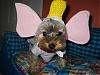 YorkieTalk Halloween 2006 Contest - SUBMIT ENTRIES!-dumbo-flying-stedman-1.jpg