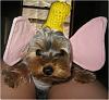 YorkieTalk Halloween 2006 Contest - SUBMIT ENTRIES!-dumbo-flying-stedman-2.jpg