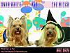YorkieTalk Halloween 2006 Contest - SUBMIT ENTRIES!-chcha1607.jpg