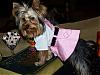 YorkieTalk Halloween 2006 Contest - SUBMIT ENTRIES!-gigipoodle2.jpg