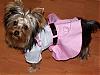 YorkieTalk Halloween 2006 Contest - SUBMIT ENTRIES!-gigi-poodle-3.jpg