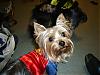 YorkieTalk Halloween 2006 Contest - SUBMIT ENTRIES!-oct-meet-up-9.jpg