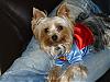 YorkieTalk Halloween 2006 Contest - SUBMIT ENTRIES!-tired-super-dog_oct14.jpg