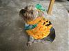 YorkieTalk Halloween 2006 Contest - SUBMIT ENTRIES!-img_0921.jpg