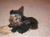 YorkieTalk Halloween 2006 Contest - SUBMIT ENTRIES!-img_0019.jpg