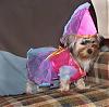 YorkieTalk Halloween 2006 Contest - SUBMIT ENTRIES!-roxy-004.jpg