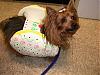 YorkieTalk Halloween 2006 Contest - SUBMIT ENTRIES!-ted-halloween.jpg