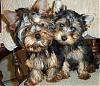 eye color of 2 month old yorkie-im001582r2.jpg