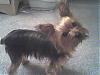 Mean Yorkies!!-10-17-06_2227.jpg