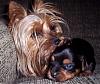 Mean Yorkies!!-bath.jpg