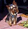 Mean Yorkies!!-tie-good-pic.jpg