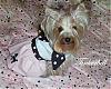 YorkieTalk Halloween 2006 Contest - SUBMIT ENTRIES!-100_1974-copy.jpg