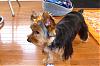 Is your yorkie 7-8lbs??-dezi-10-months-old-2.jpg
