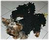 YorkieTalk Halloween 2006 Contest - SUBMIT ENTRIES!-captured-2006-9-29-00007.jpg