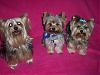 Is your yorkie 7-8lbs??-three.jpg