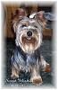 Is your yorkie 7-8lbs??-blossom1.jpg