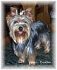 Is your yorkie 7-8lbs??-blossom2.jpg