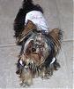 Prayers for Spaying-cookie10oct-25.jpg