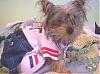 YorkieTalk Halloween 2006 Contest - SUBMIT ENTRIES!-100_1054.jpg