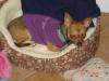 Esme and I are PETSITTING a CHIHUAHUA!-lucyvisits2.jpg