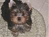Mean Yorkies!!-he-one.jpg